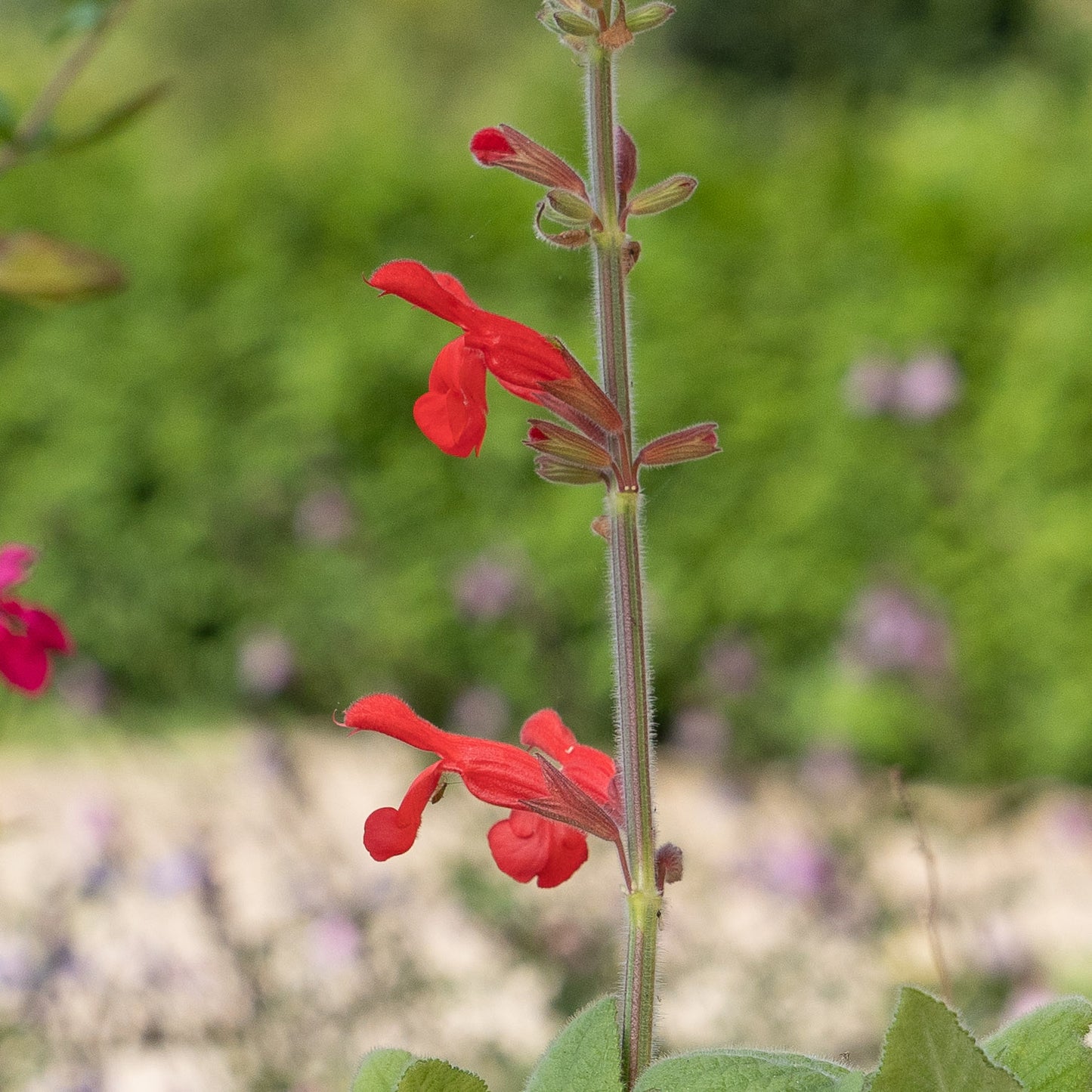 Salvia darcyi