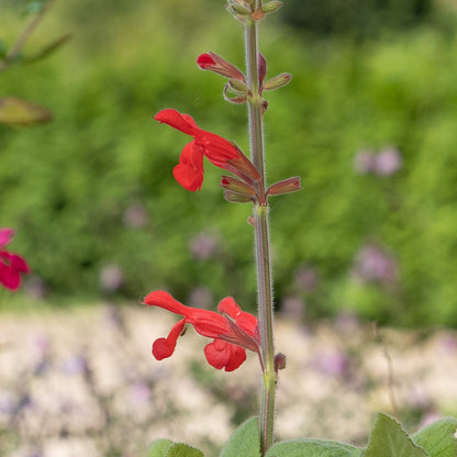 Salvia darcyi