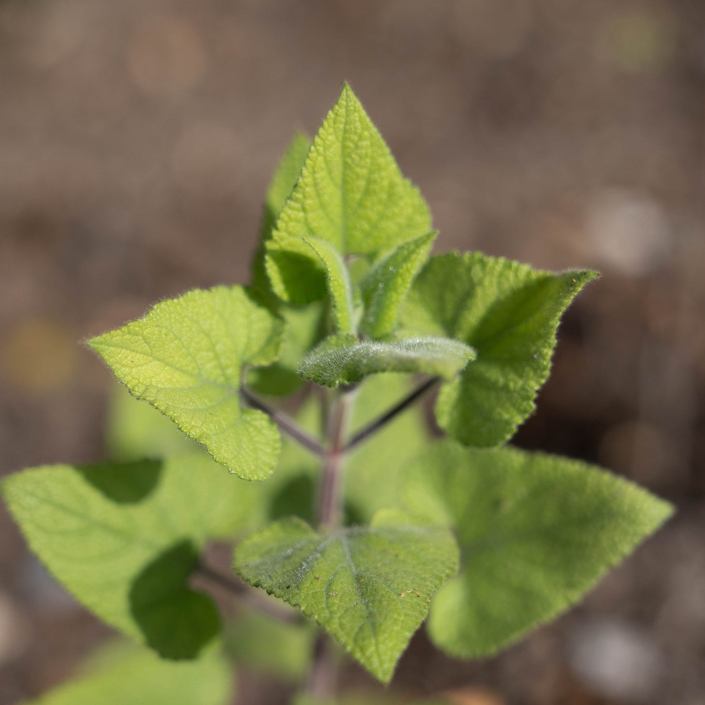 Salvia darcyi