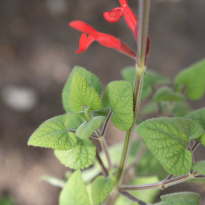 Salvia darcyi