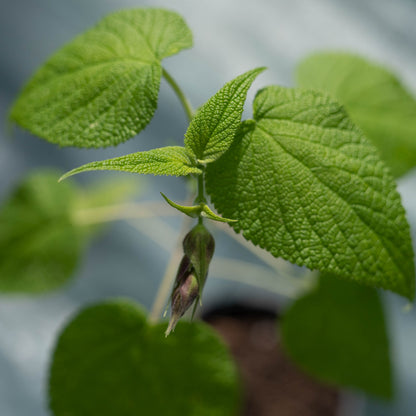 Salvia dombeyi
