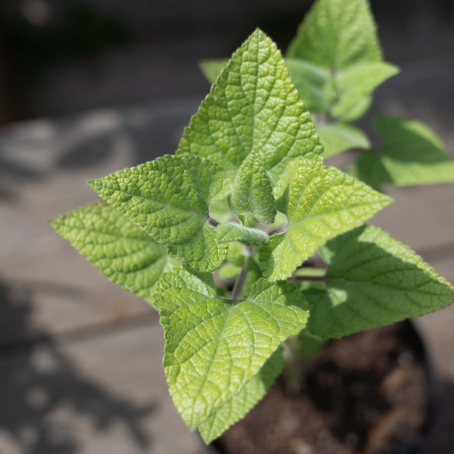 Salvia dombeyi
