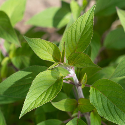 Salvia elegans 'Scarlet Pineapple'