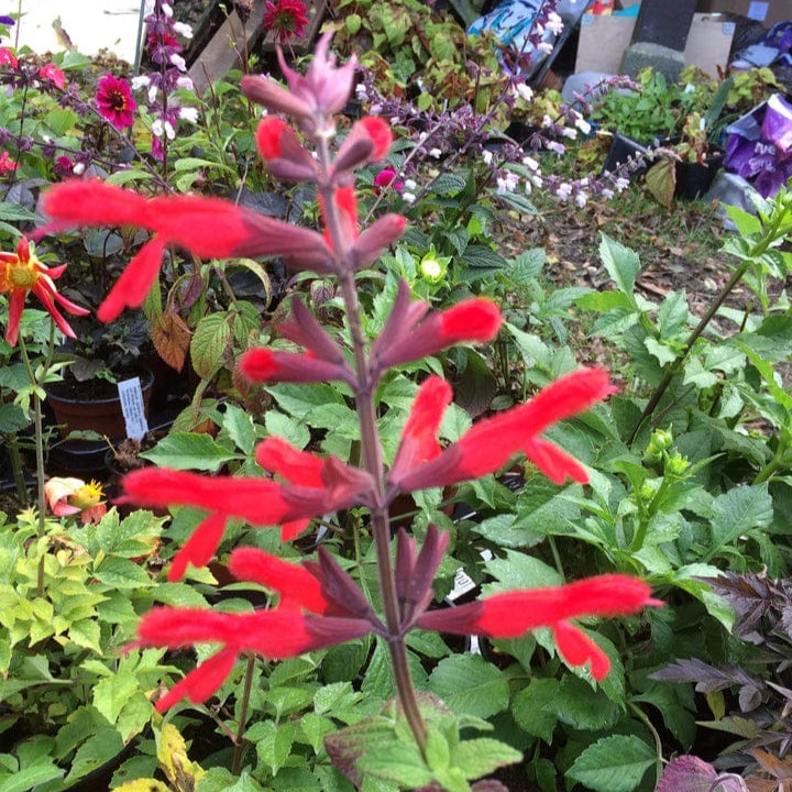Salvia fulgens