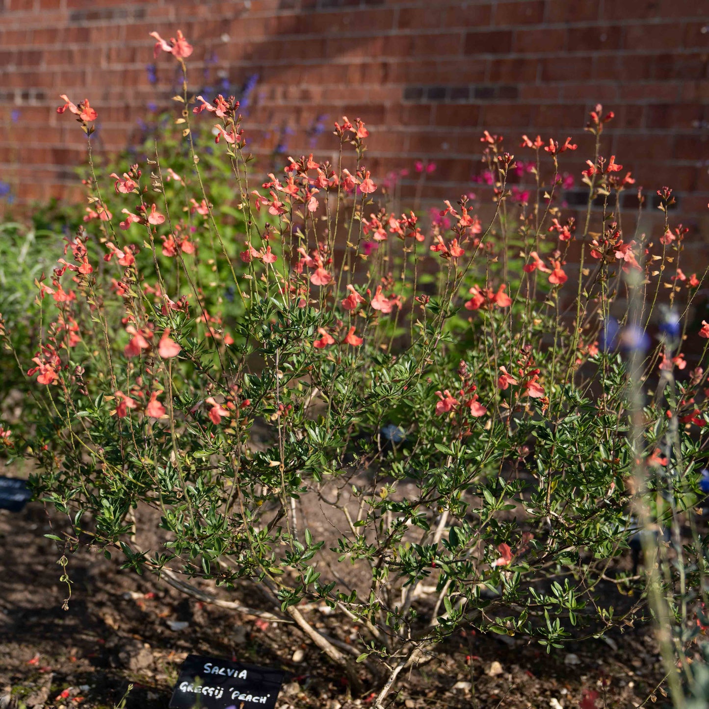 Salvia greggii 'Peach'