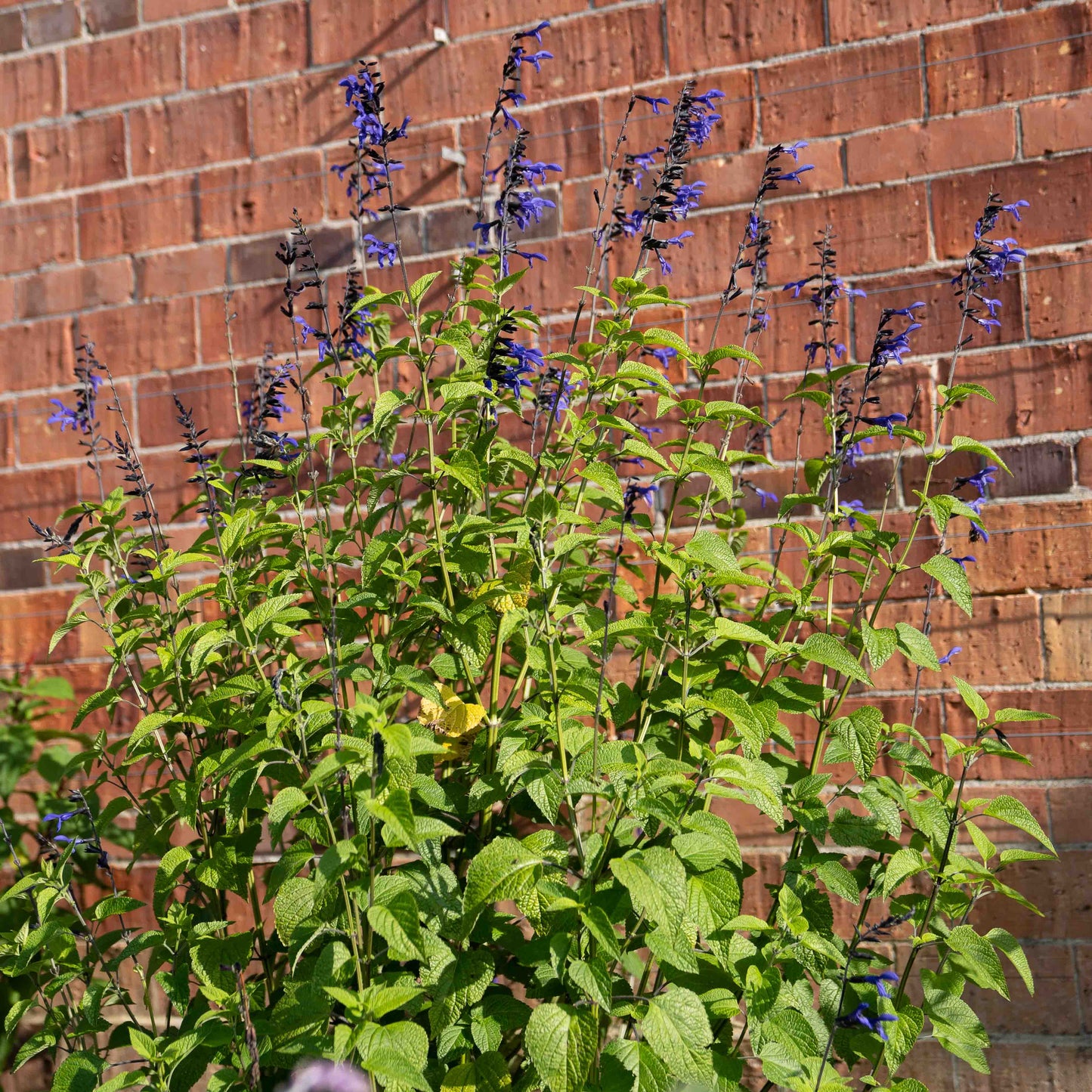 Salvia guaranitica 'Black & Bloom'