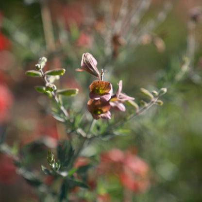 Salvia lanceolata