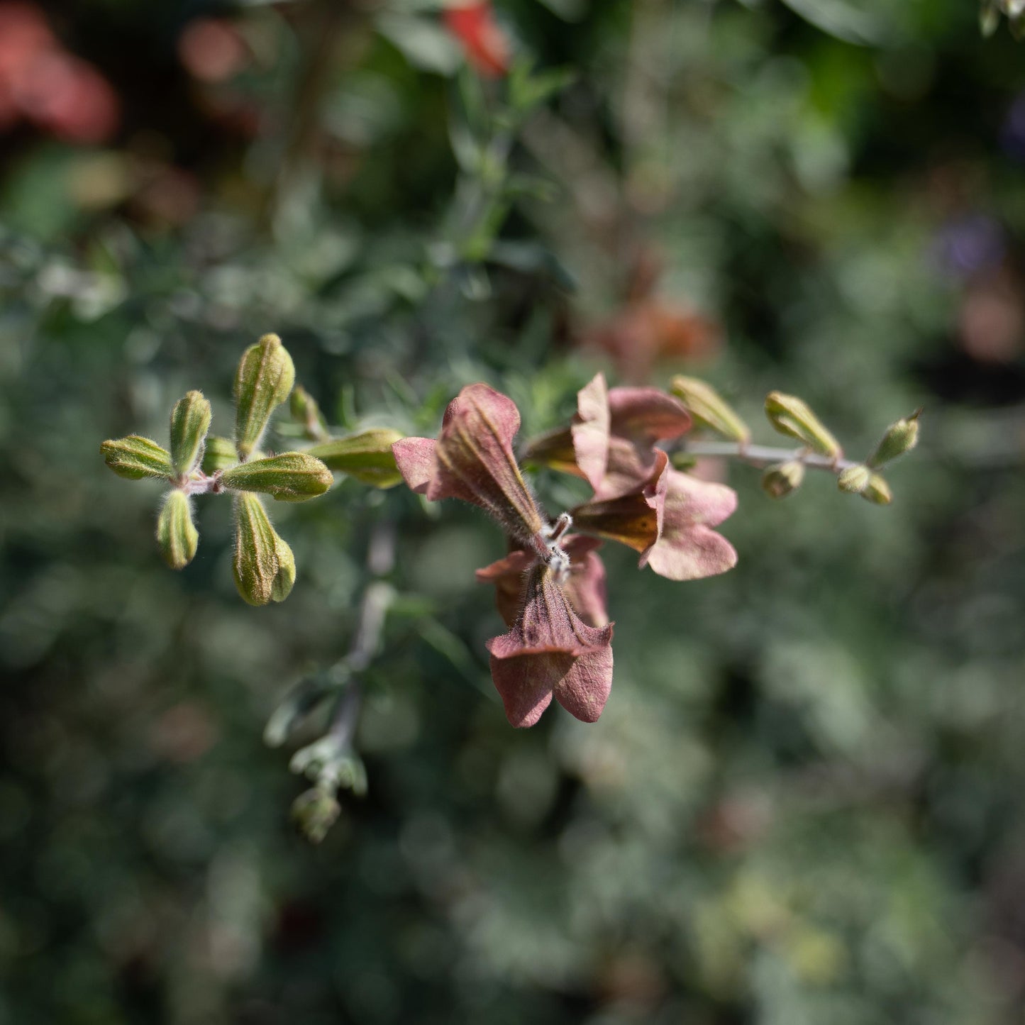 Salvia lanceolata