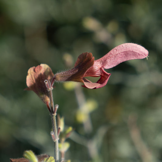 Salvia lanceolata