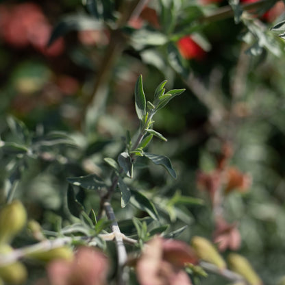 Salvia lanceolata