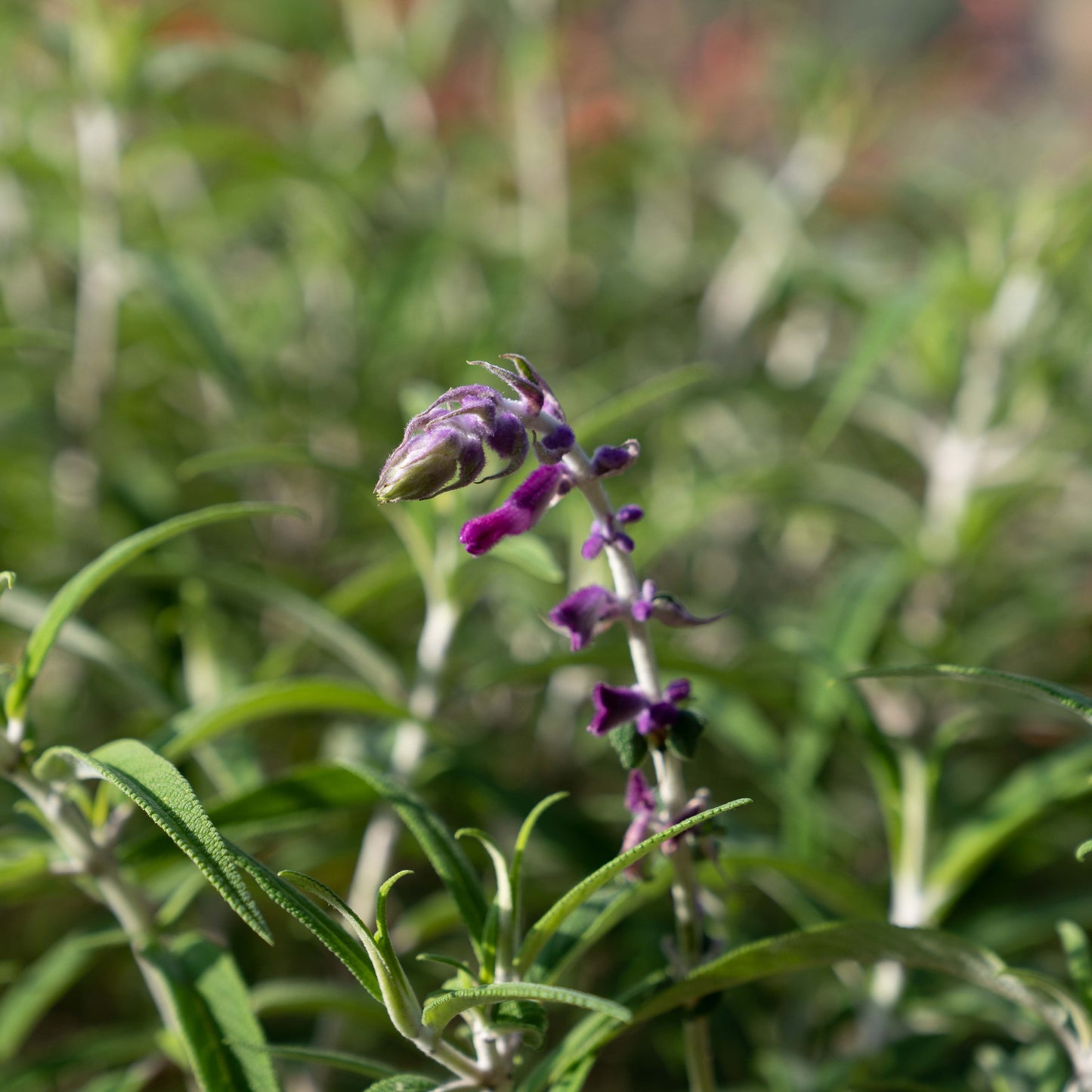 Salvia leucantha 'Purple Velvet'