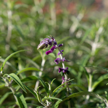 Salvia leucantha 'Purple Velvet'