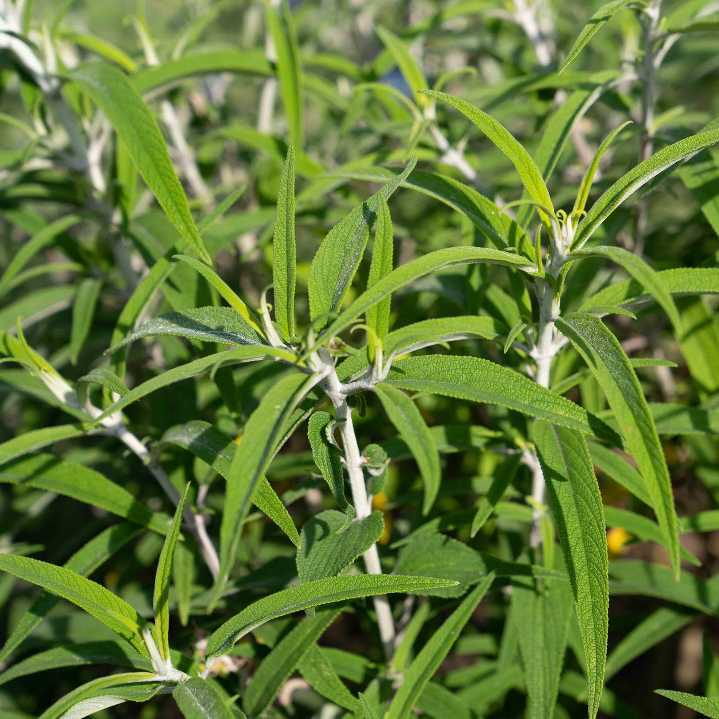 Salvia leucantha 'Purple Velvet'