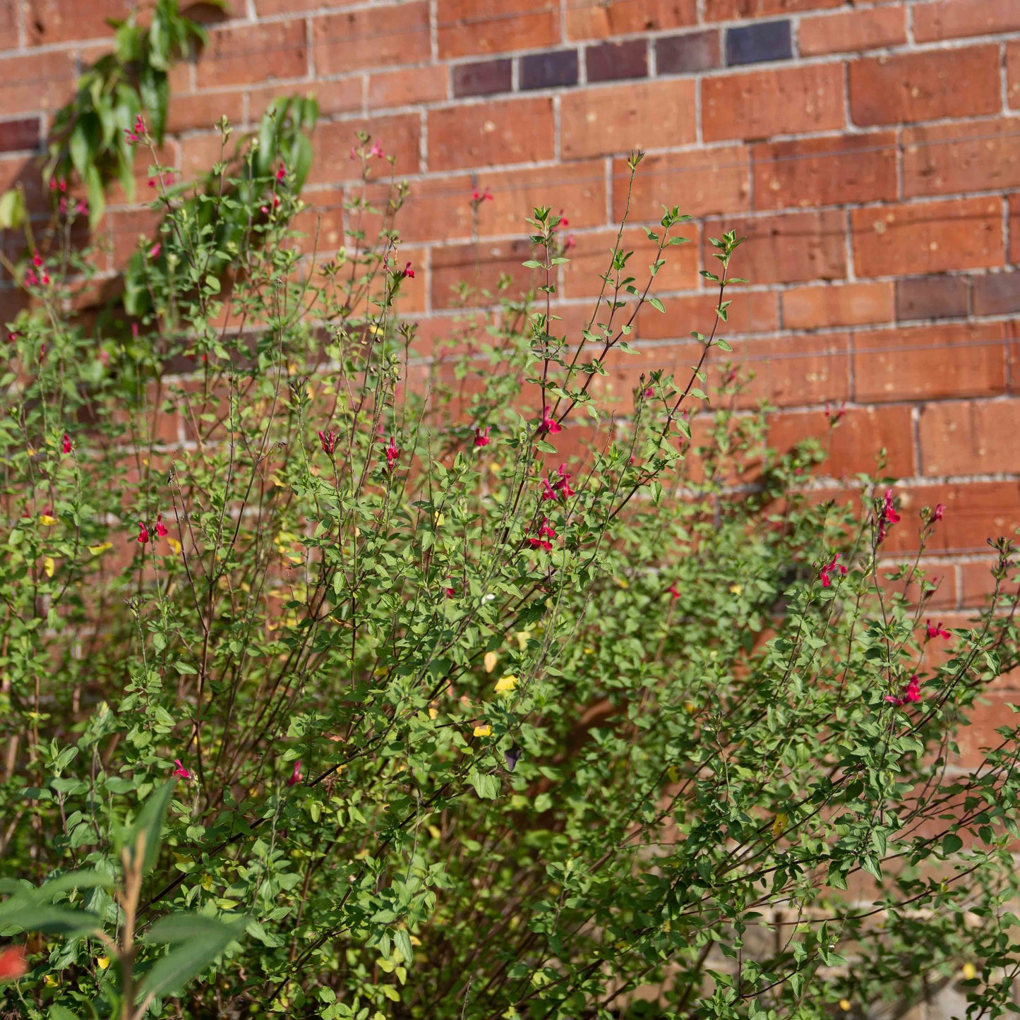 Salvia microphylla var. microphylla