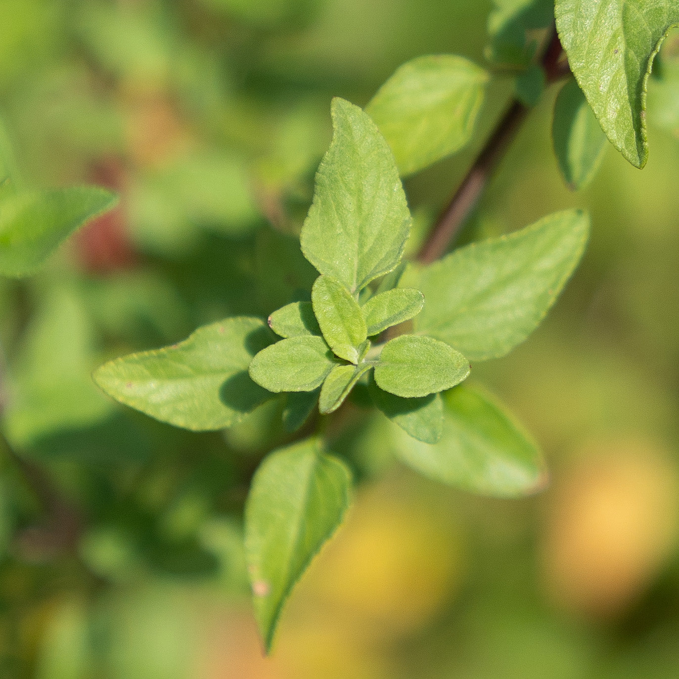 Salvia microphylla var. microphylla