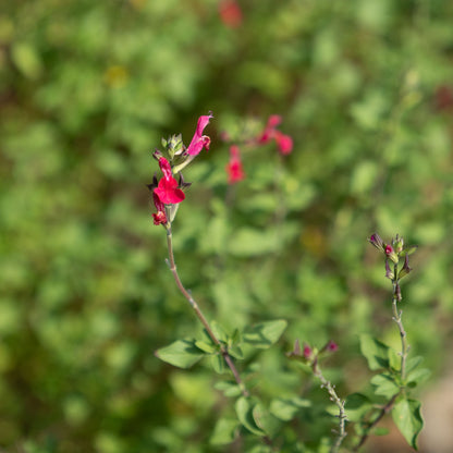 Salvia microphylla var. microphylla
