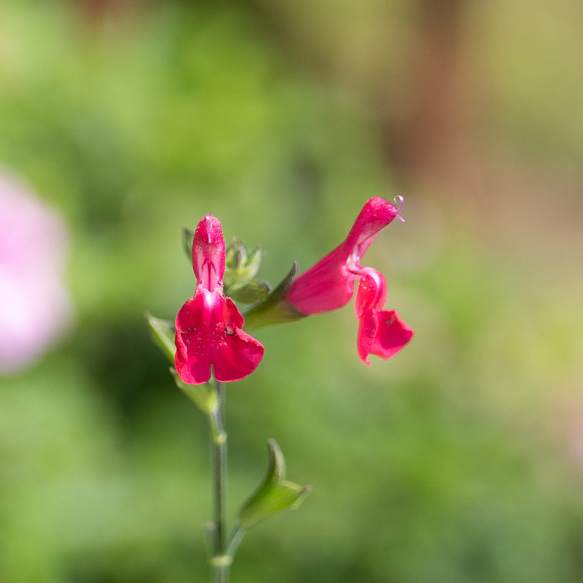 Salvia microphylla var. microphylla