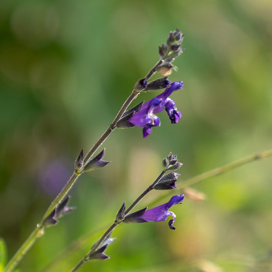 Salvia muelleri