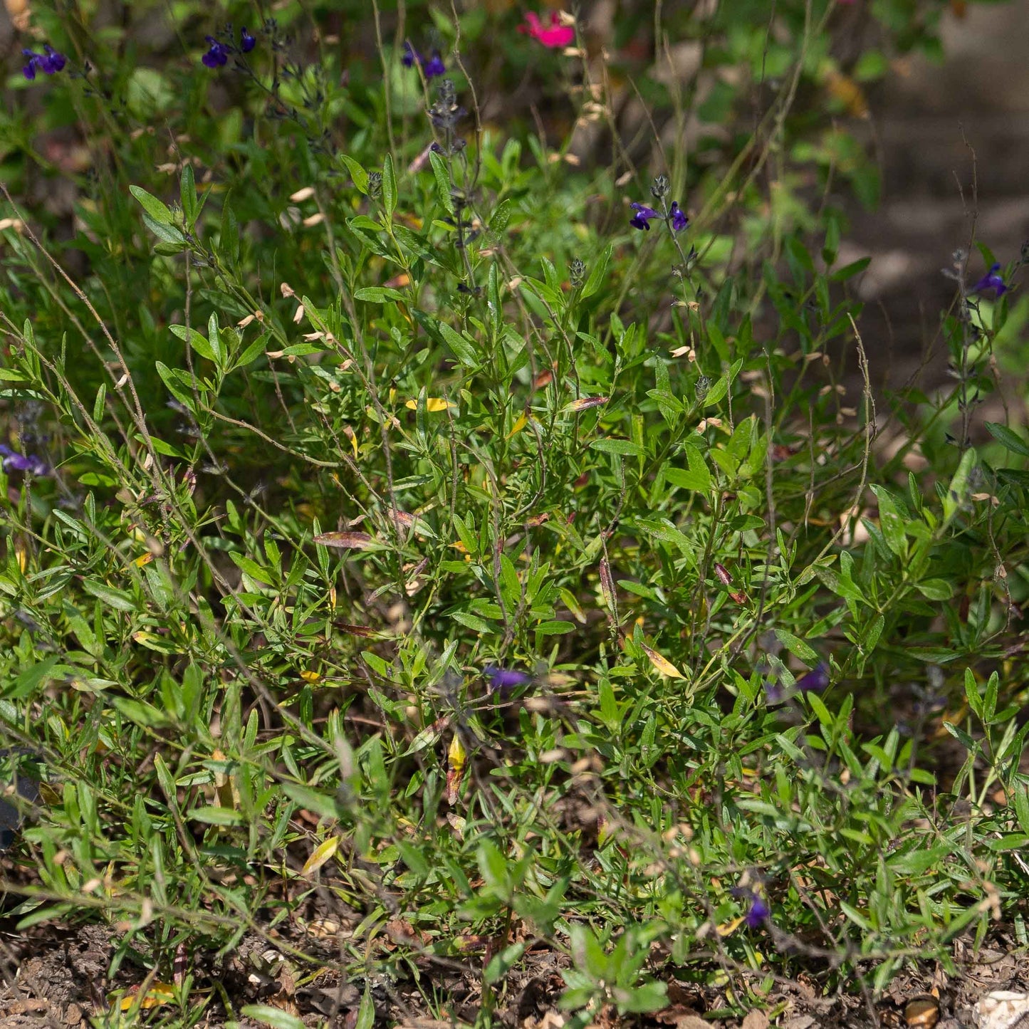 Salvia muelleri
