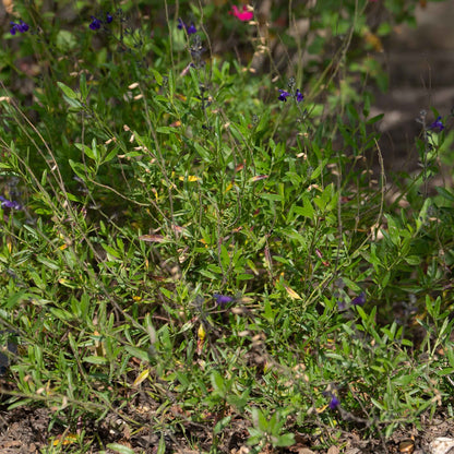 Salvia muelleri
