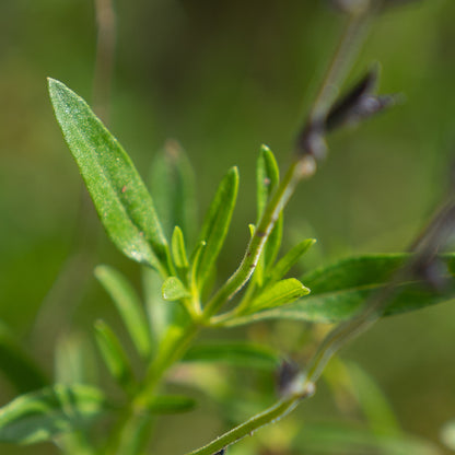 Salvia muelleri