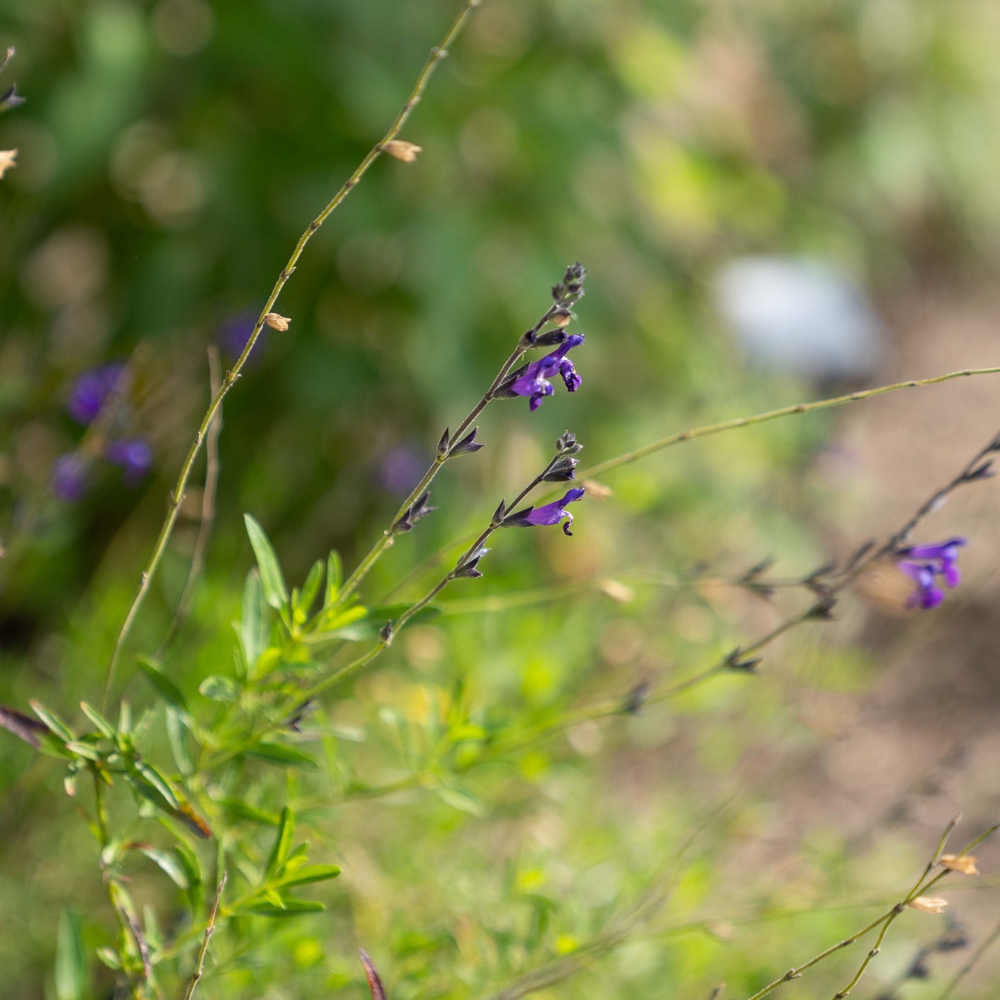 Salvia muelleri