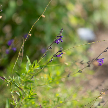 Salvia muelleri