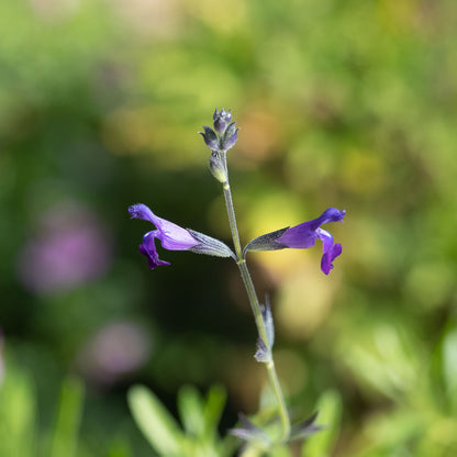 Salvia muelleri