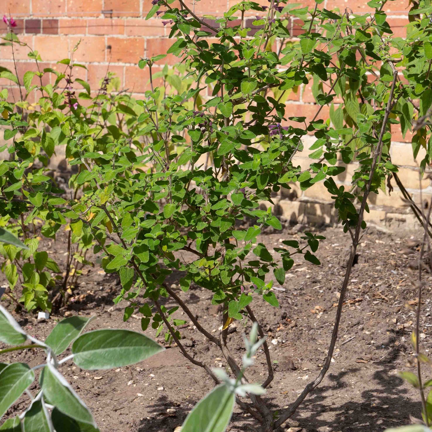 Salvia semiatrata