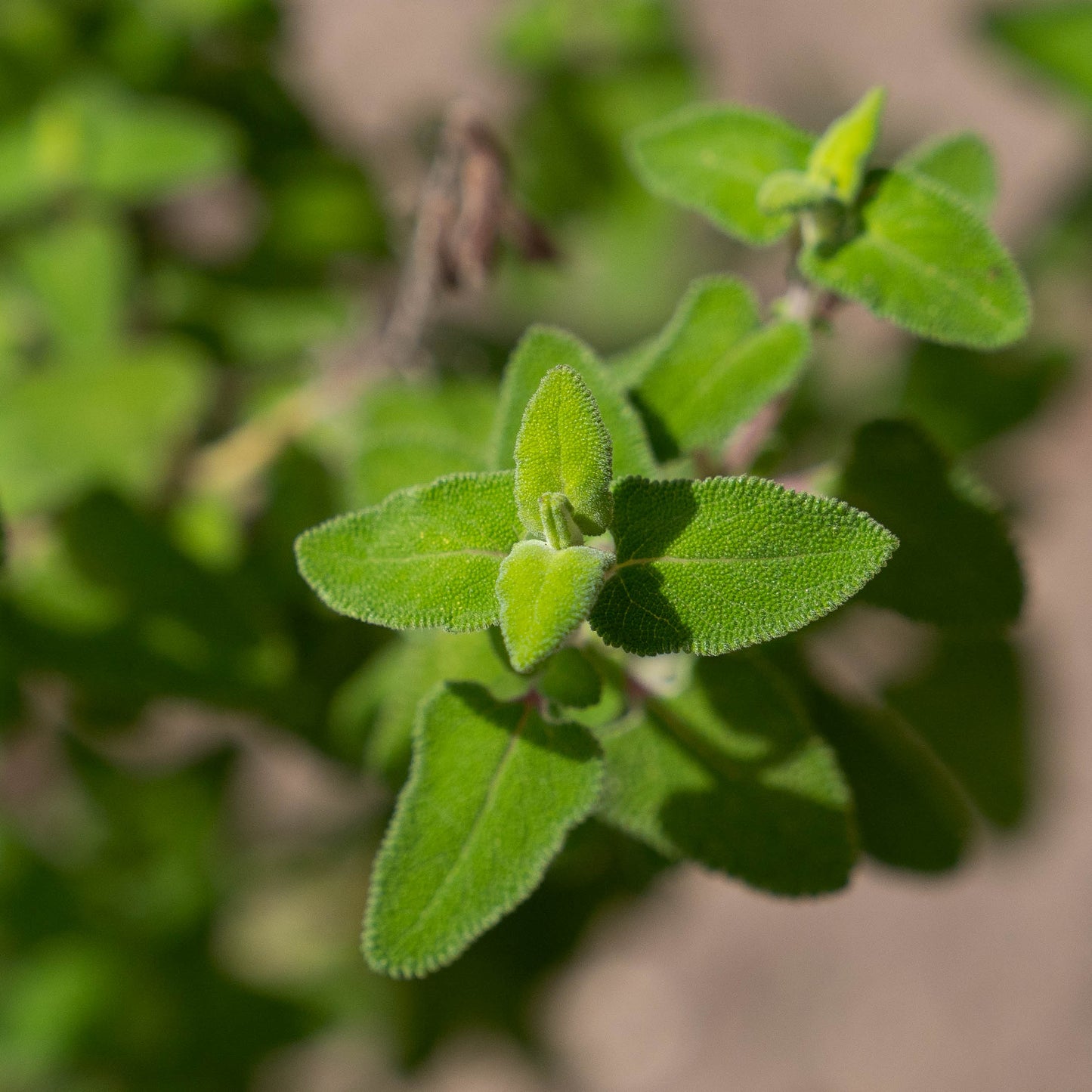 Salvia semiatrata