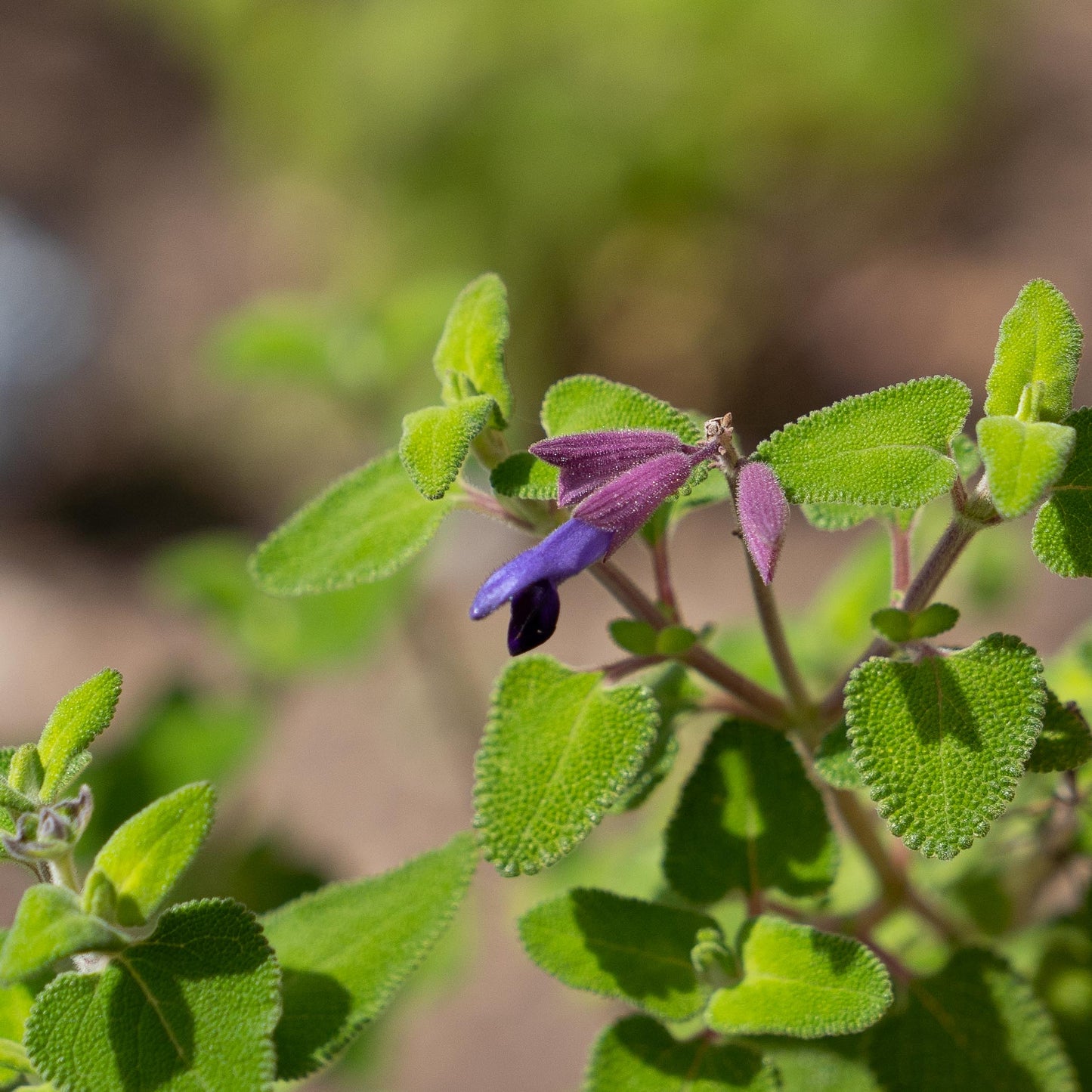 Salvia semiatrata