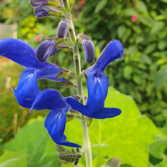 Salvia serboana