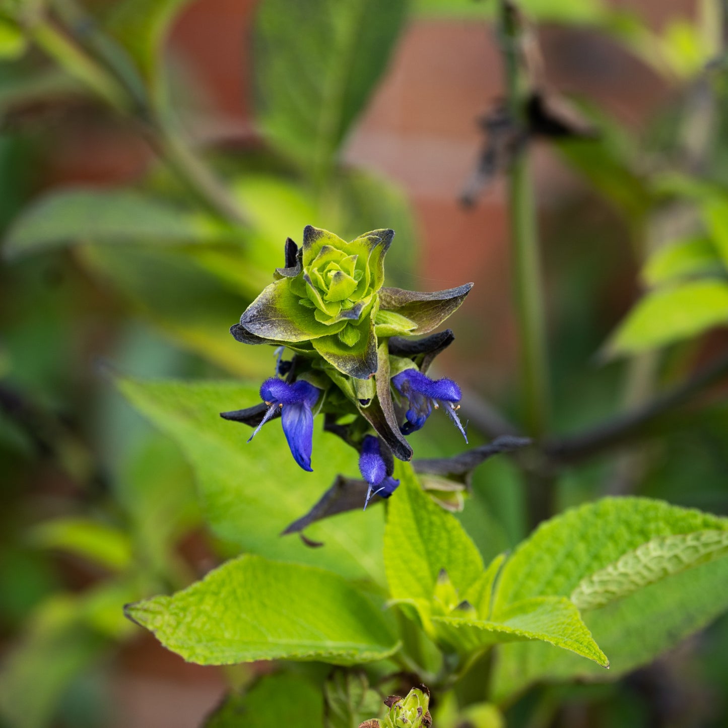 Salvia atrocyanea