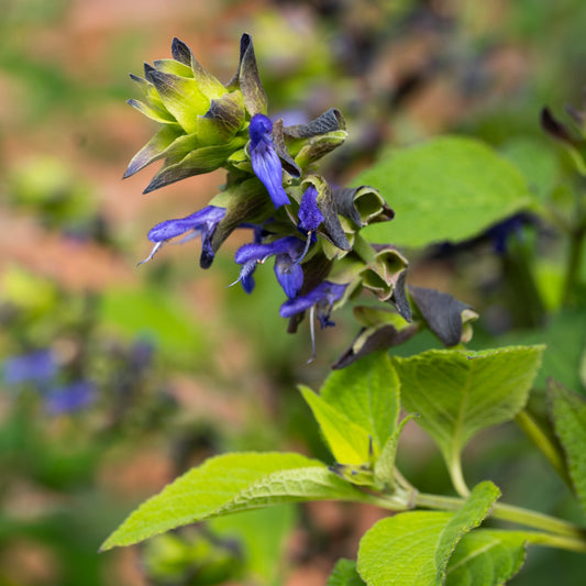 Salvia atrocyanea