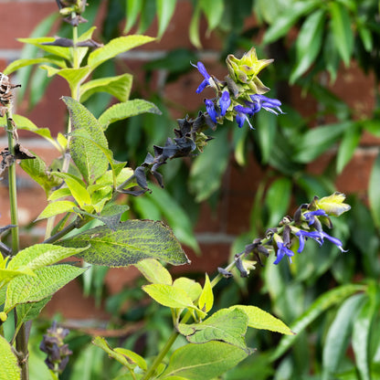 Salvia atrocyanea