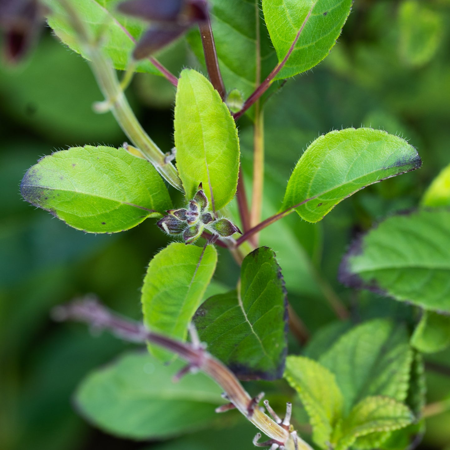 Salvia blepharophylla