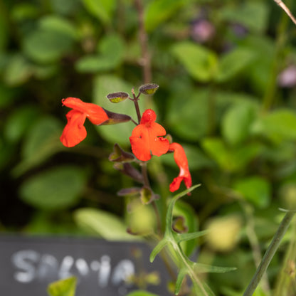Salvia blepharophylla