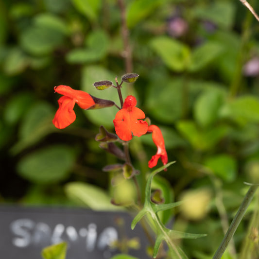 Salvia blepharophylla
