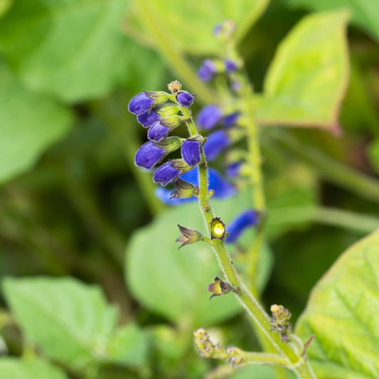 Salvia cacaliifolia
