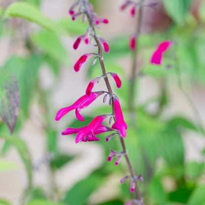 Salvia curviflora