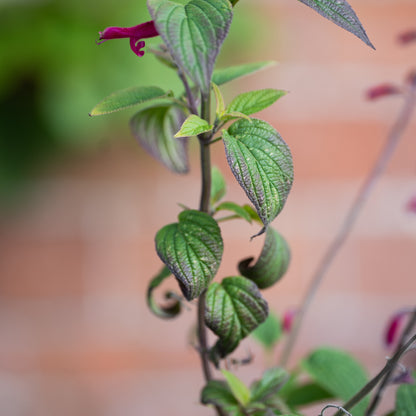 Salvia curviflora