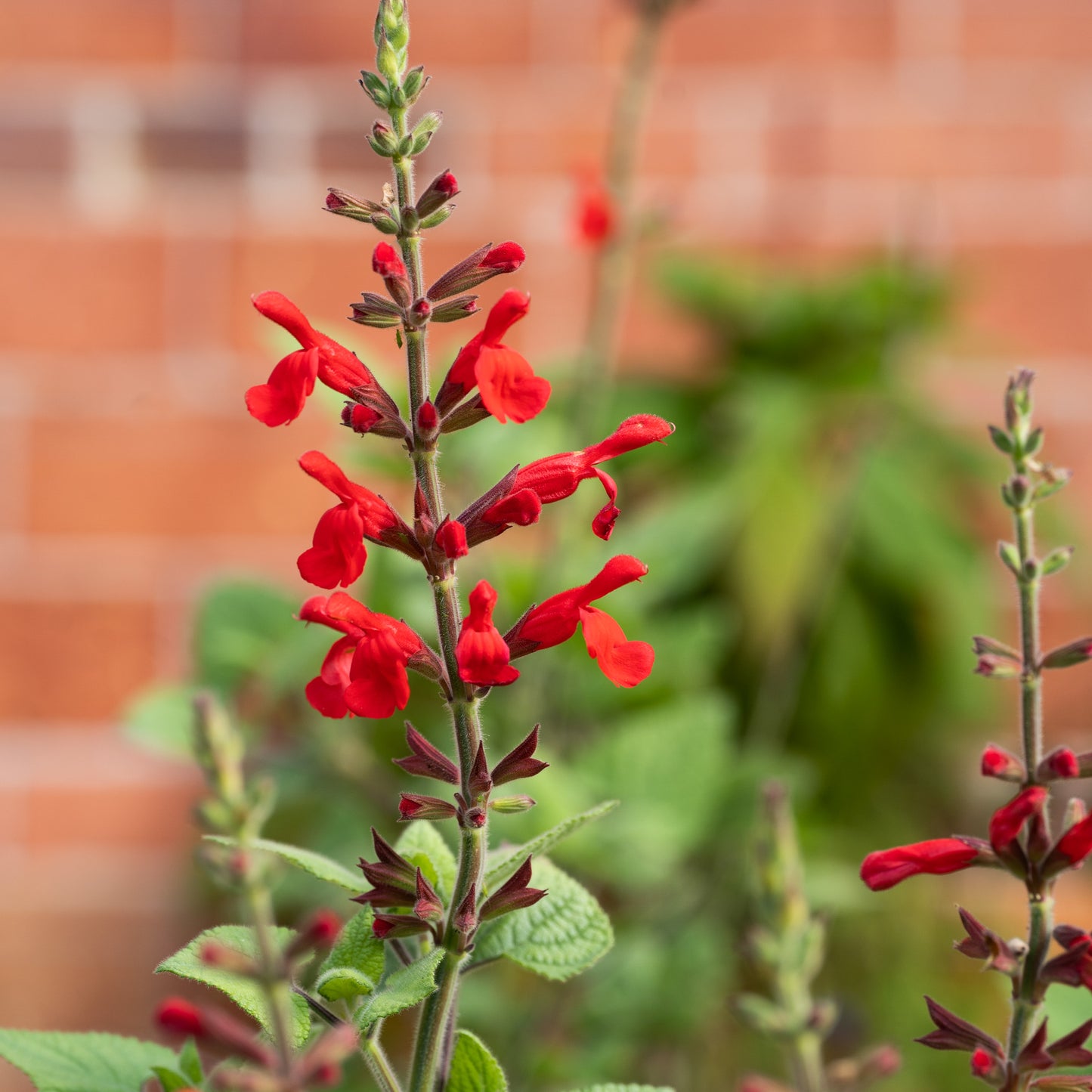 Salvia darcyi
