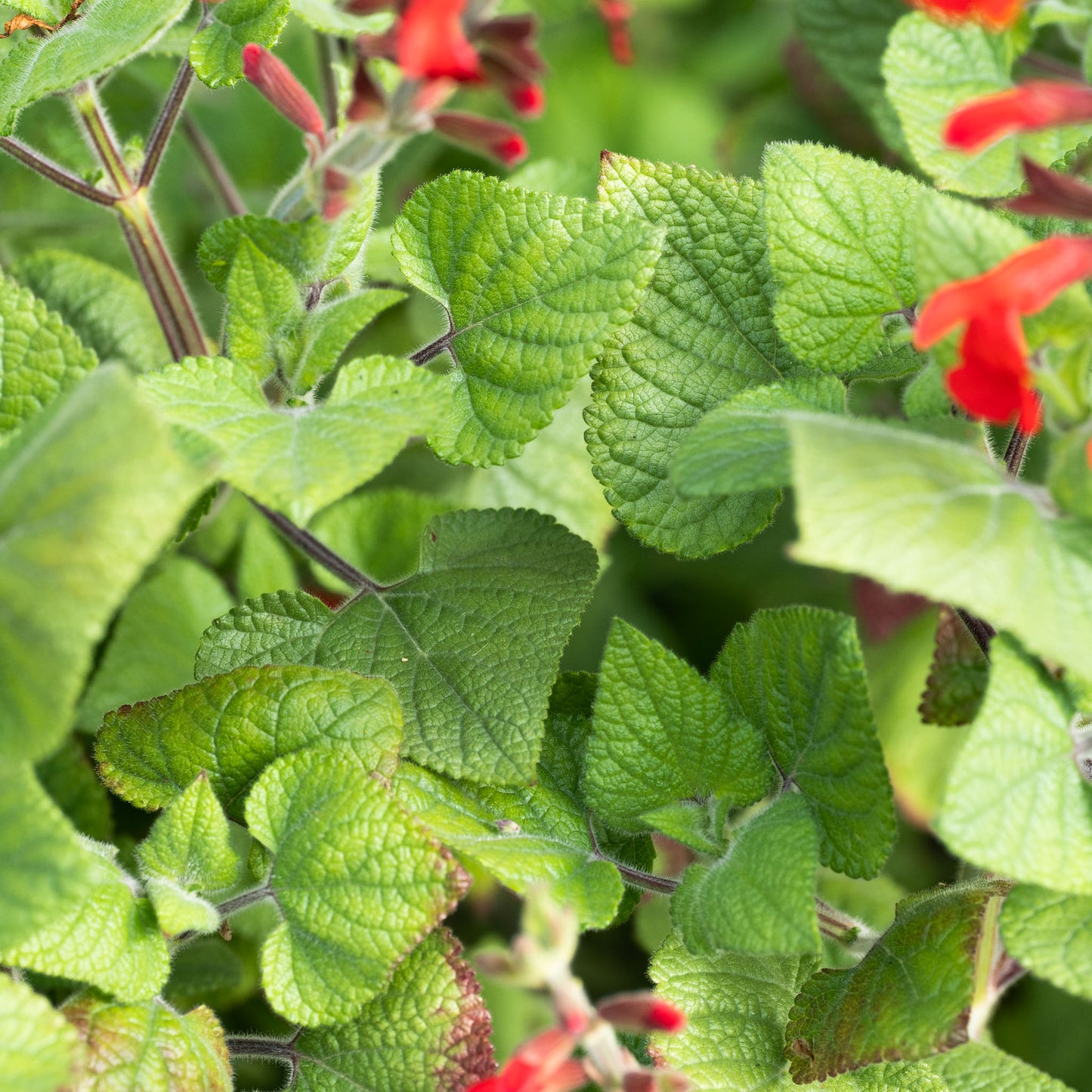 Salvia darcyi