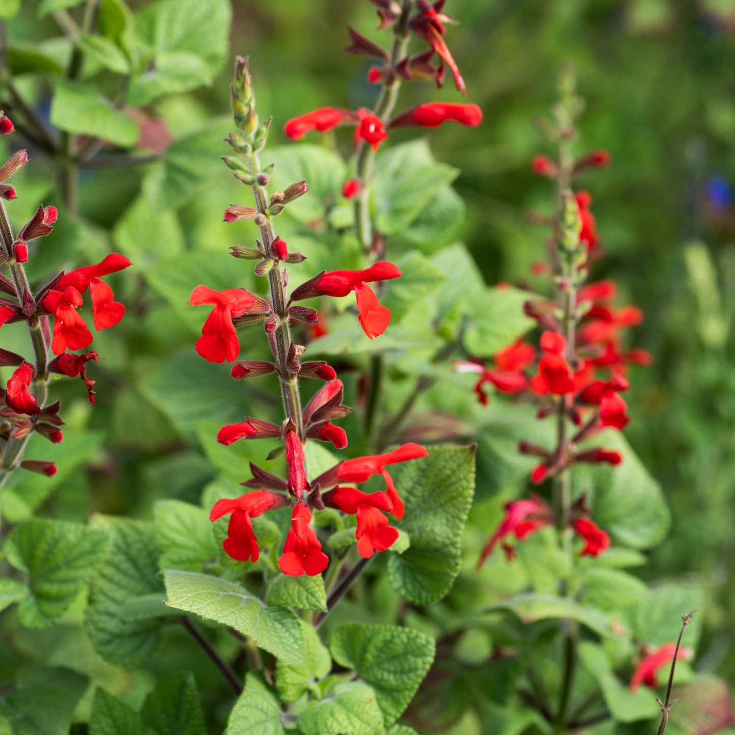 Autumn Plant Sales at Careys Secret Garden JUST £1 Entry 8th and 11th Oct 2025