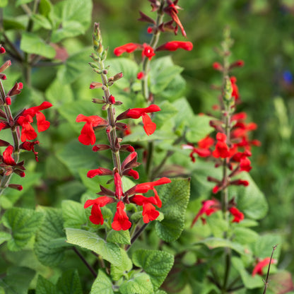 Autumn Plant Sales at Careys Secret Garden JUST £1 Entry 8th and 11th Oct 2025