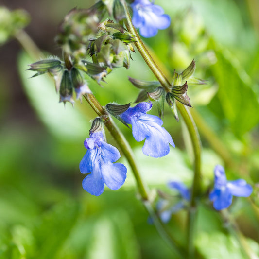 Salvia forreri