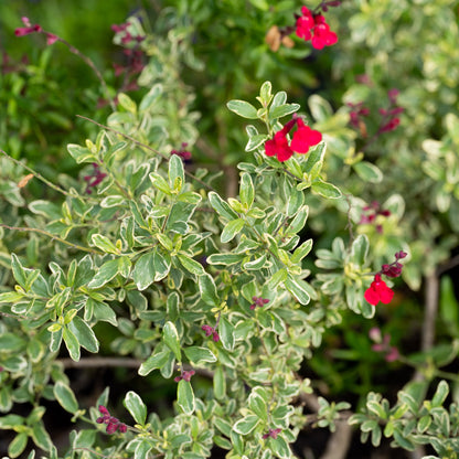 Salvia greggii 'Desert Blaze'