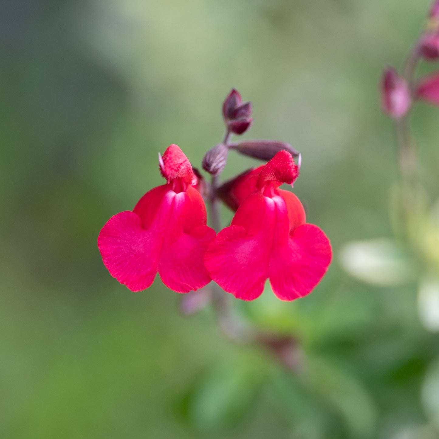 Salvia greggii 'Desert Blaze'