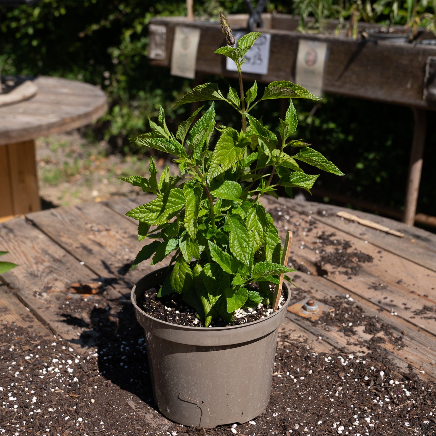 Salvia guaranitica 'Lake Tahoe'