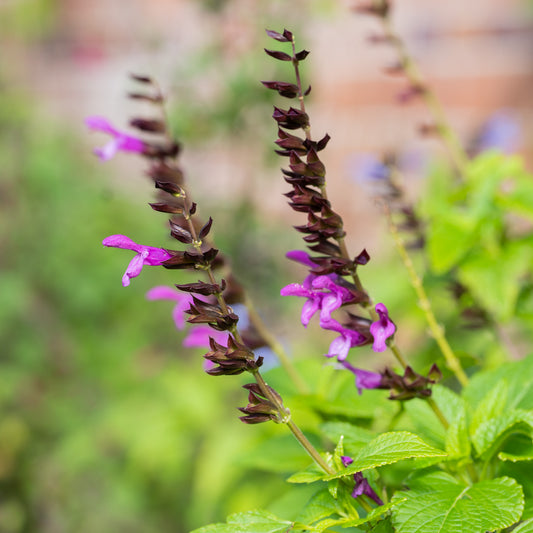Salvia guaranitica 'Lake Tahoe'